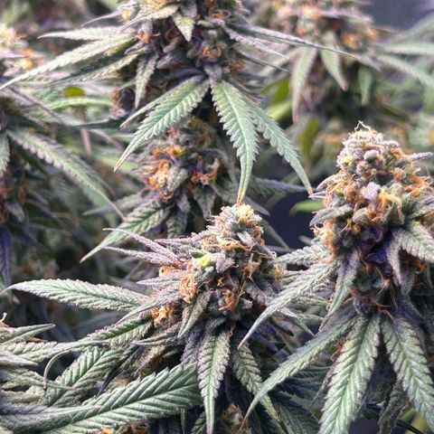 Fruity Pebbles 2.0 growlog timeline photo