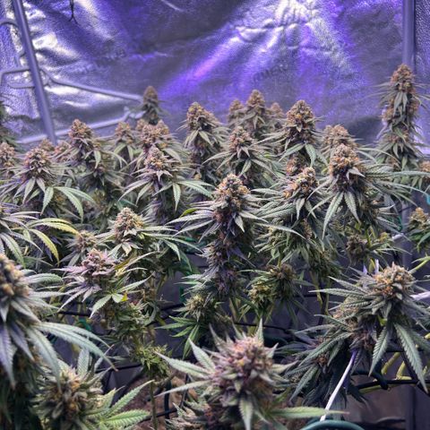 Fruity Pebbles 2.0 growlog timeline photo