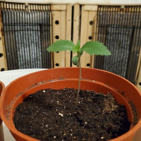 Super Skunk Auto Flower growlog photo: 2 Seedlings 🌱  
Lighting: 24hrs 
Humidity 75-:80%
 Temp: 70-80
Day: 12