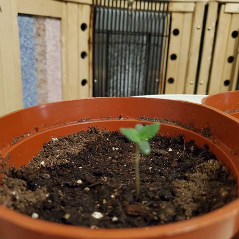Super Skunk Auto Flower growlog photo: 2 Seedlings 🌱  
Lighting: 24hrs 
Humidity 75-:80%
 Temp: 70-80
Day: 12