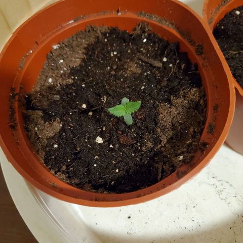 Super Skunk Auto Flower growlog photo: 2 Seedlings 🌱  
Lighting: 24hrs 
Humidity 75-:80%
 Temp: 70-80
Day: 12