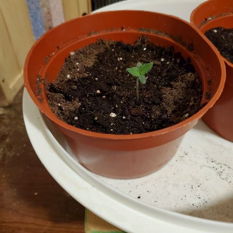 Super Skunk Auto Flower growlog photo: 2 Seedlings 🌱  
Lighting: 24hrs 
Humidity 75-:80%
 Temp: 70-80
Day: 12