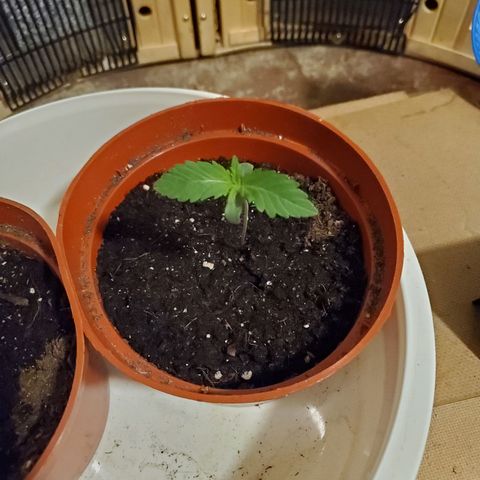 Super Skunk Auto Flower growlog photo: 2 Seedlings 🌱  
Lighting: 24hrs 
Humidity 75-:80%
 Temp: 70-80
Day: 12