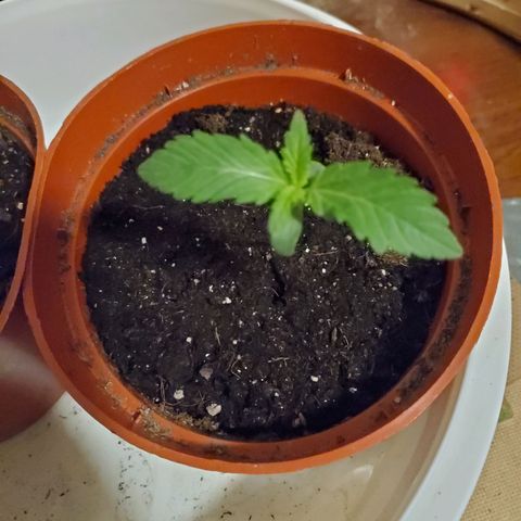 Super Skunk Auto Flower growlog photo: *No watering today as soil is still moist. I believe I'm over watering 
* Growth Science Nutrients 
*Gave a light spray of nutrients 
Mixed vegetative  nutrients with purified water per instructions
