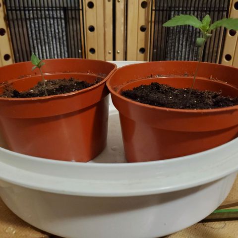 Super Skunk Auto Flower growlog photo: *No watering today as soil is still moist. I believe I'm over watering 
* Growth Science Nutrients 
*Gave a light spray of nutrients 
Mixed vegetative  nutrients with purified water per instructions
