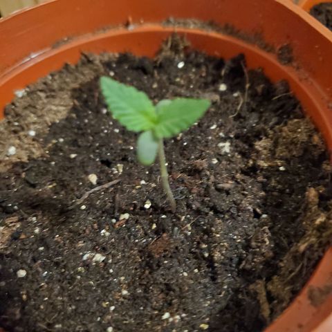 Super Skunk Auto Flower growlog photo: *No watering today as soil is still moist. I believe I'm over watering 
* Growth Science Nutrients 
*Gave a light spray of nutrients 
Mixed vegetative  nutrients with purified water per instructions
