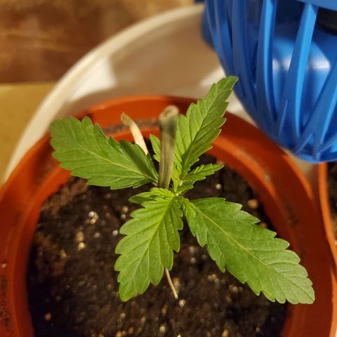 Super Skunk Auto Flower growlog photo: No water today as the soil is still moist. Will wait a day or two tell it drys up a little.