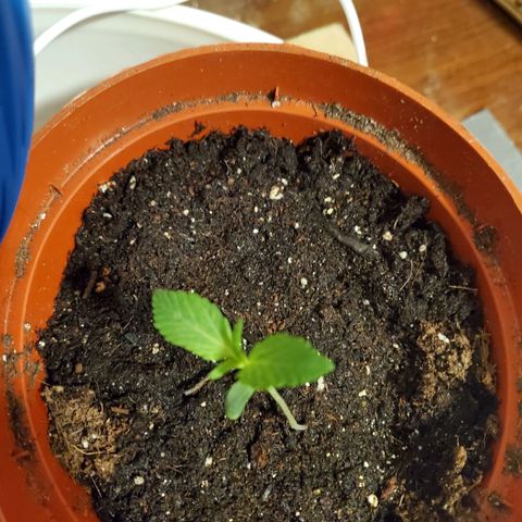 Super Skunk Auto Flower growlog photo: No water today as the soil is still moist. Will wait a day or two tell it drys up a little.