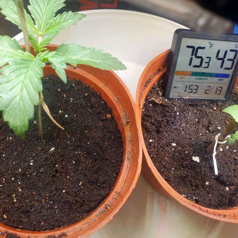 Super Skunk Auto Flower growlog photo: Having trouble keeping the humidity under control but it think I have it figured out now. It's currently 74°f and the humidity is at 77% will keep a close eye on the humidity and fine tune it.