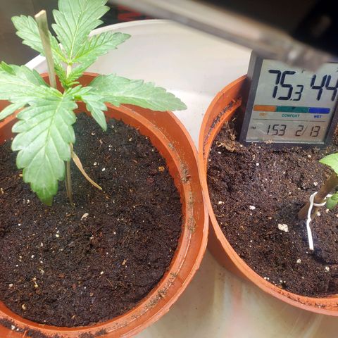 Super Skunk Auto Flower growlog photo: Having trouble keeping the humidity under control but it think I have it figured out now. It's currently 74°f and the humidity is at 77% will keep a close eye on the humidity and fine tune it.