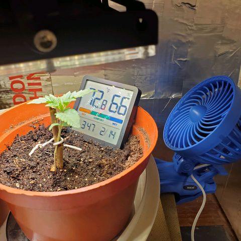 Super Skunk Auto Flower growlog photo: Got the temp and the humidity figured out.
I was aiming for temp between 70-80°f and and humidity between 60-70👍