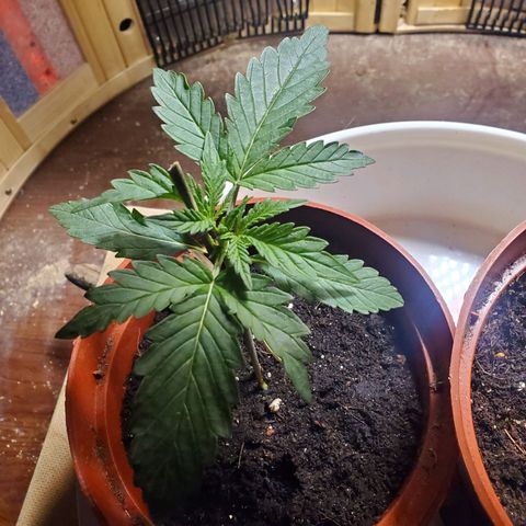 Super Skunk Auto Flower growlog photo: Vegetative stage is coming soon