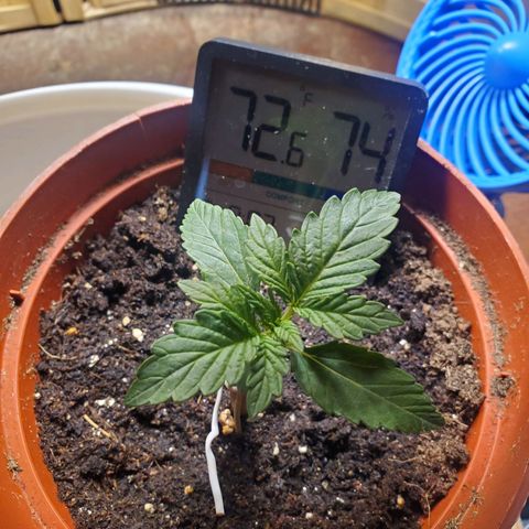 Super Skunk Auto Flower growlog photo: Vegetative stage is coming soon