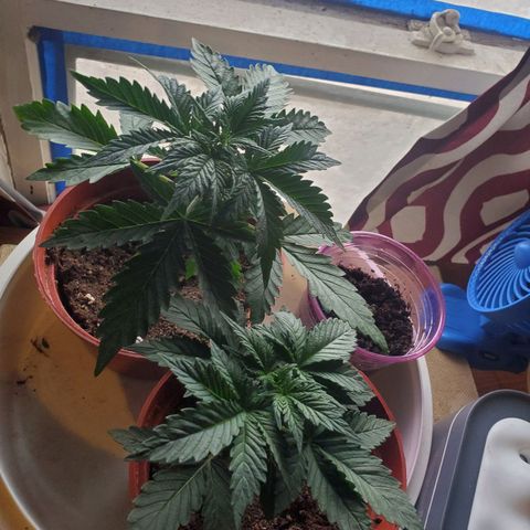 Super Skunk Auto Flower growlog photo: Vegetative stage has begun I can't confidently say.