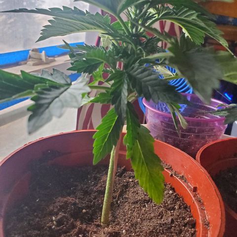 Super Skunk Auto Flower growlog photo: Vegetative stage has begun I can't confidently say.