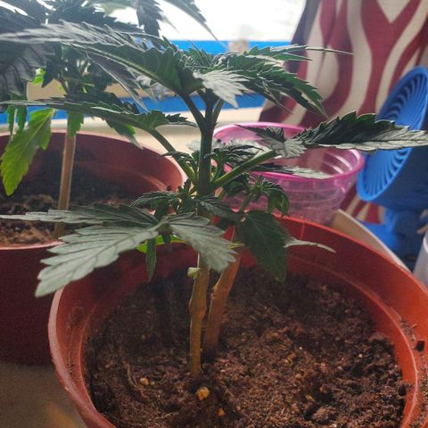 Super Skunk Auto Flower growlog photo: Vegetative stage has begun I can't confidently say.
