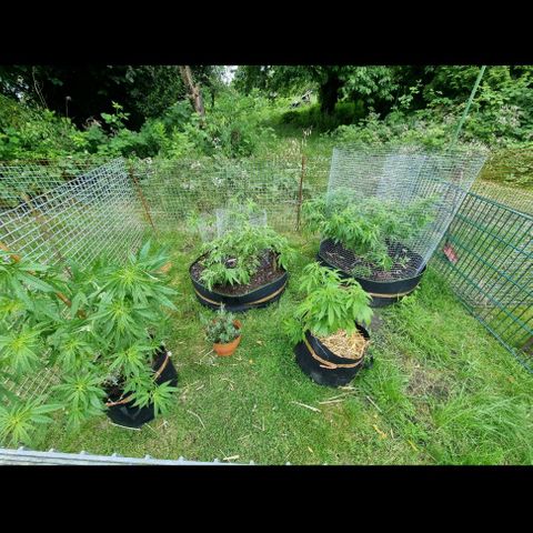 Mimosa X Orange Punch (bio soil) growlog photo: Pflanzen in die endgültigen 200L stofftöpfe umgesetzt und angefangen mit Hasendraht zu trainieren . Leider etwas zu spät angefangen und definitiv wären größere Maschen angebracht gewesen. 