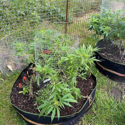 Mimosa X Orange Punch (bio soil) growlog photo: Kupfwrdraht angebracht da es Probleme mit Nacktschnecken gab. Außerdem Beipflanzen wie Lavendel, Weißklee und Schafgarbe eingepflanzt. 
