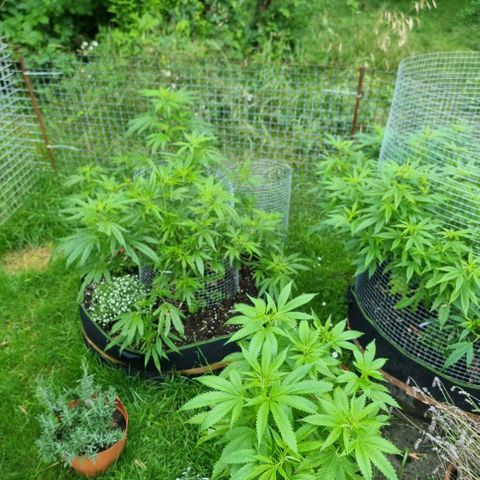 Mimosa X Orange Punch (bio soil) growlog photo: Pflanzen haben das Training bestens vertragen und sehen Vital aus. 