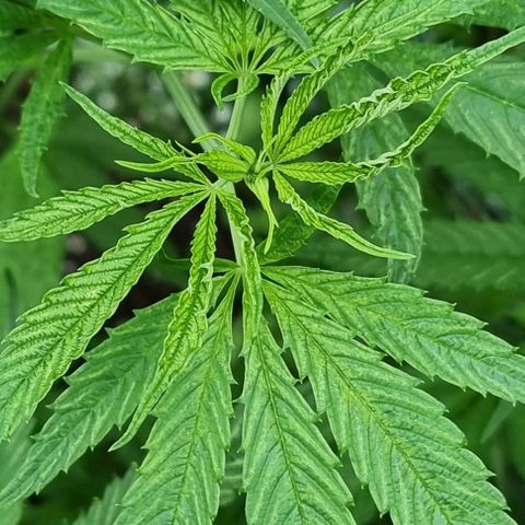 Mimosa X Orange Punch (bio soil) growlog photo: Hitzestress an den Pflanzen und auch etwas zu feuchter Boden. (Ständig regnen und die 200L trocknen nicht schnell genug nach). 
