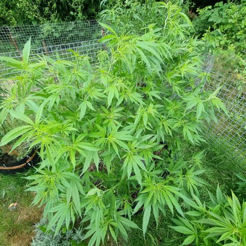 Mimosa X Orange Punch (bio soil) growlog photo: Hitzestress an den Pflanzen und auch etwas zu feuchter Boden. (Ständig regnen und die 200L trocknen nicht schnell genug nach). 