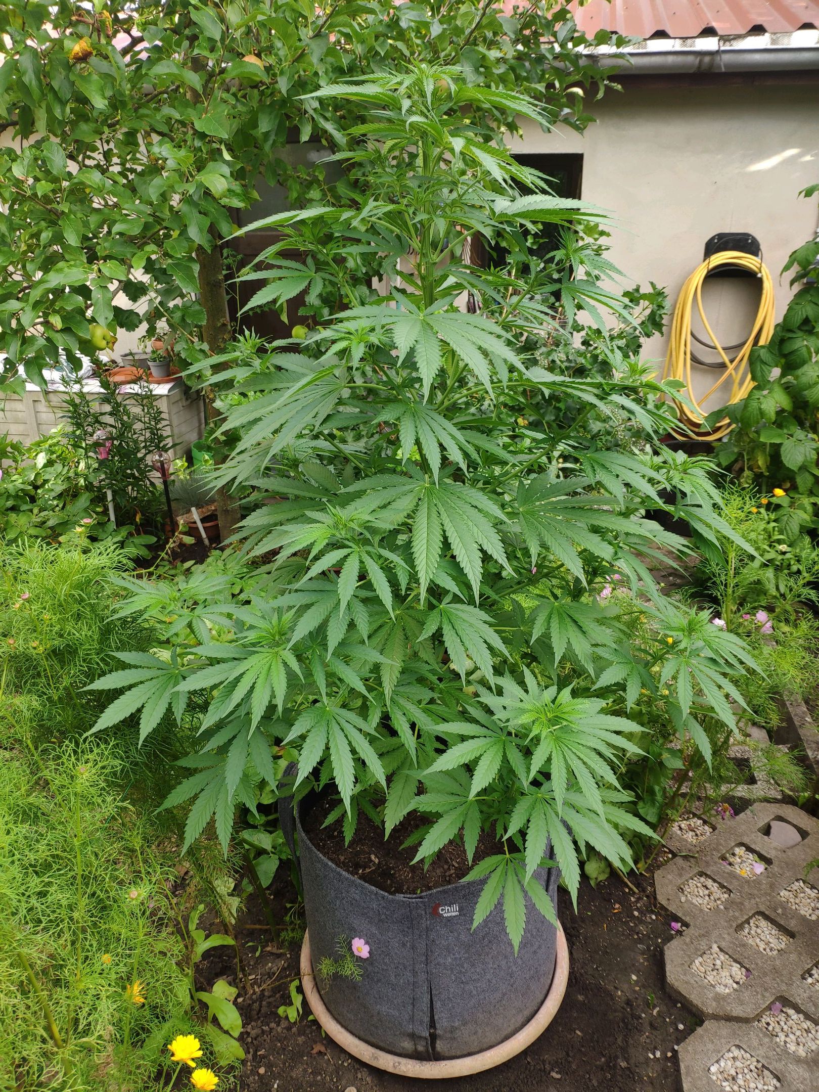 Purple Cookie Kush Sensi Seeds growlog header