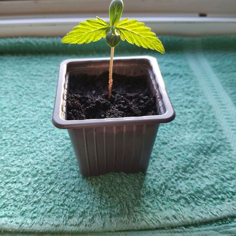 Auto Blueberry Dutch Passion  growlog timeline photo