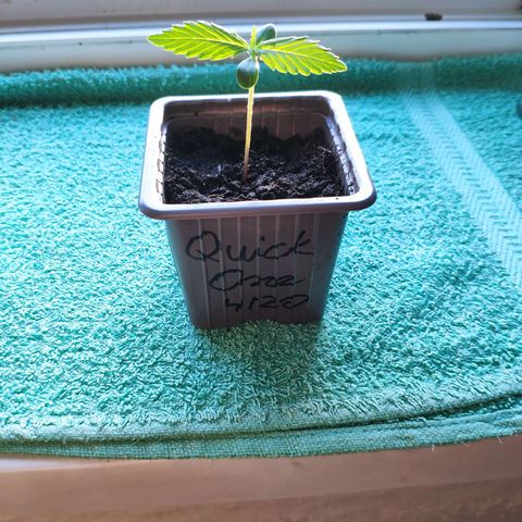 Quick One Royal Queen Seeds growlog timeline photo