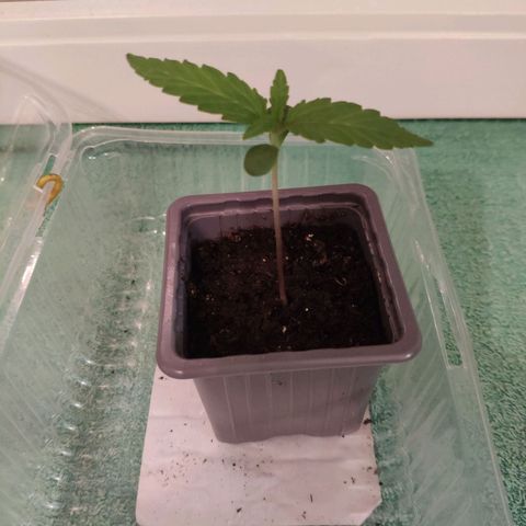 Auto Blueberry Dutch Passion  growlog timeline photo