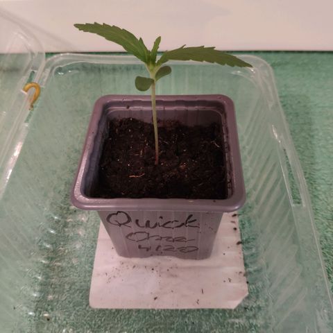 Quick One Royal Queen Seeds growlog timeline photo