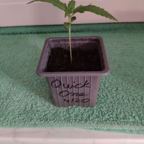 Quick One Royal Queen Seeds growlog timeline photo