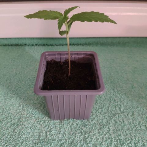 Auto Blueberry Dutch Passion  growlog timeline photo