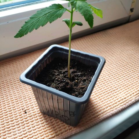 Auto Blueberry Dutch Passion  growlog timeline photo
