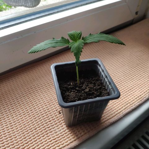 Quick One Royal Queen Seeds growlog timeline photo