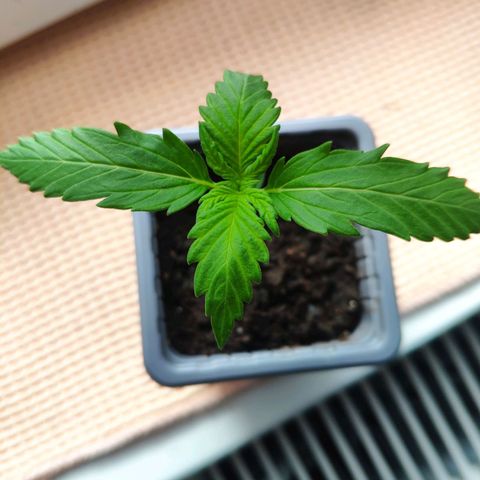 Quick One Royal Queen Seeds growlog timeline photo