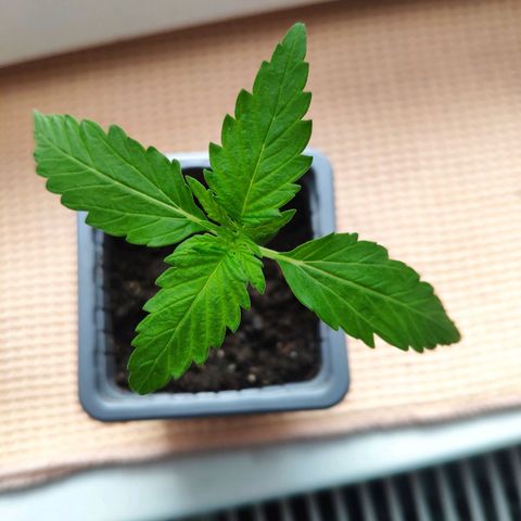 Auto Blueberry Dutch Passion  growlog timeline photo