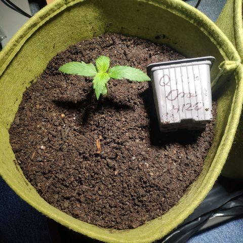 Quick One Royal Queen Seeds growlog timeline photo