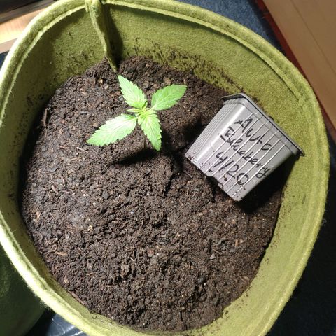Auto Blueberry Dutch Passion  growlog timeline photo