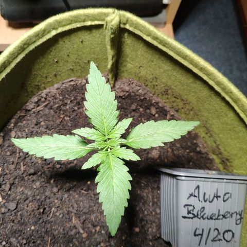 Auto Blueberry Dutch Passion  growlog timeline photo