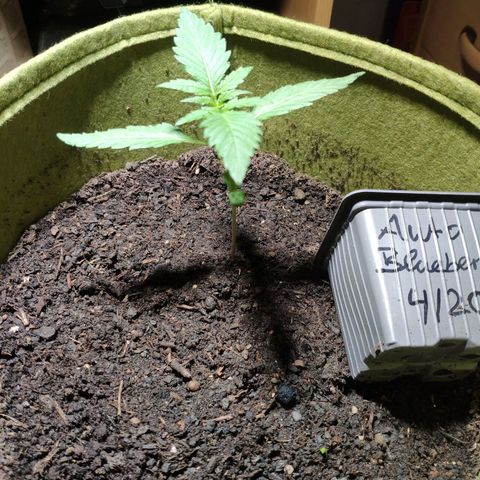 Auto Blueberry Dutch Passion  growlog timeline photo