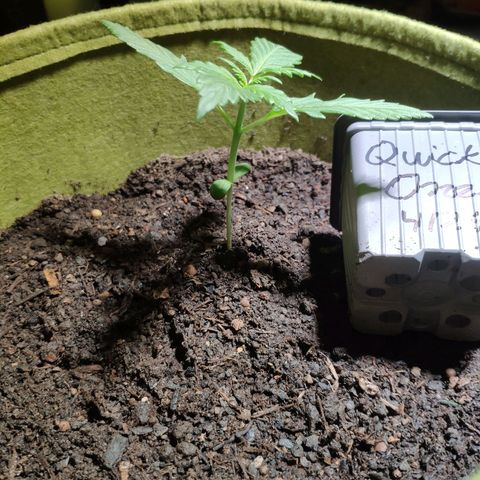Quick One Royal Queen Seeds growlog timeline photo