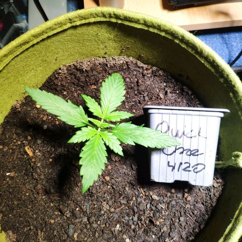 Quick One Royal Queen Seeds growlog timeline photo