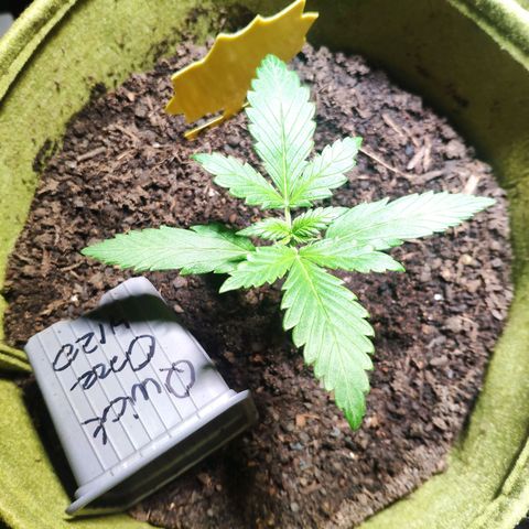 Quick One Royal Queen Seeds growlog timeline photo