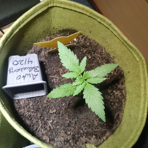 Auto Blueberry Dutch Passion  growlog timeline photo