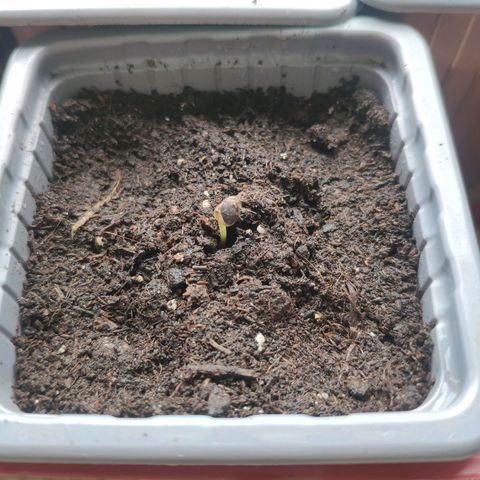 Purple Cookie Kush Sensi Seeds  growlog photo