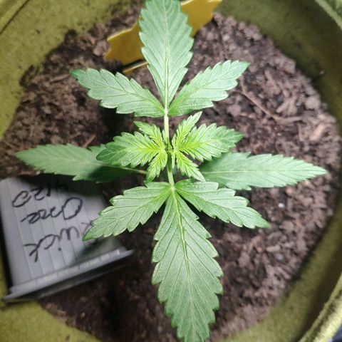 Quick One Royal Queen Seeds growlog timeline photo