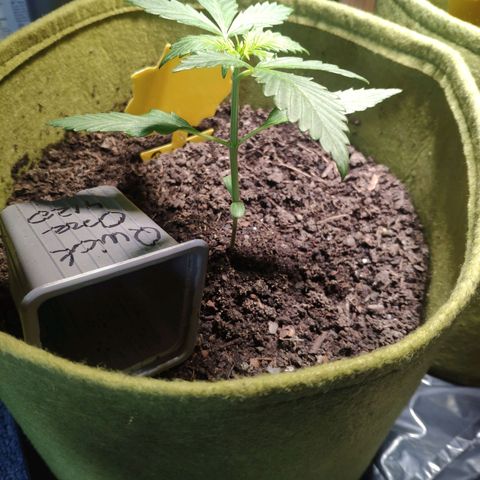 Quick One Royal Queen Seeds growlog timeline photo