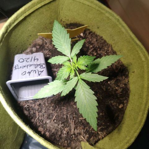 Auto Blueberry Dutch Passion  growlog timeline photo