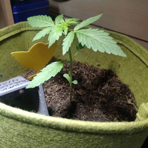 Auto Blueberry Dutch Passion  growlog timeline photo