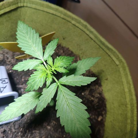 Auto Blueberry Dutch Passion  growlog timeline photo